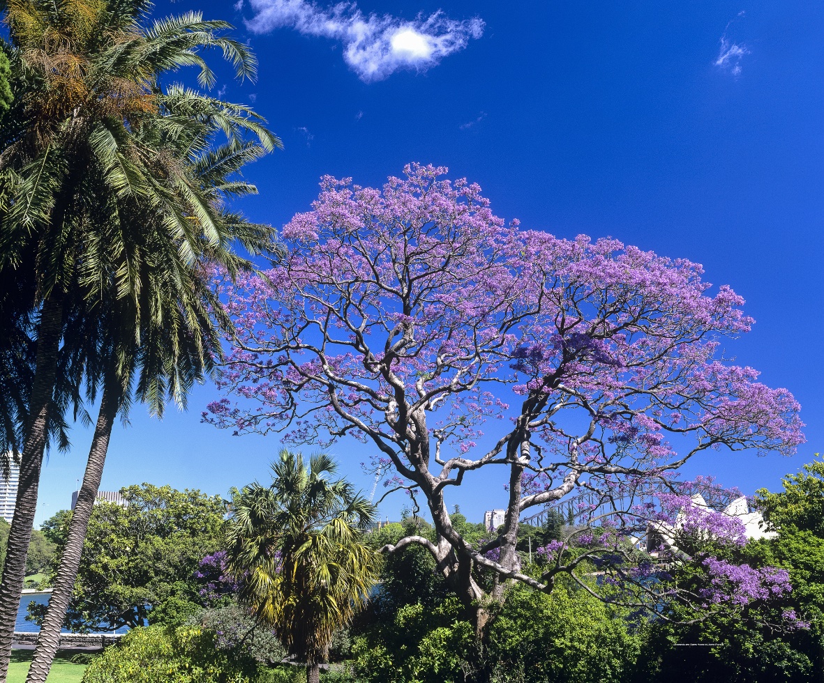 drag and drop img 1342